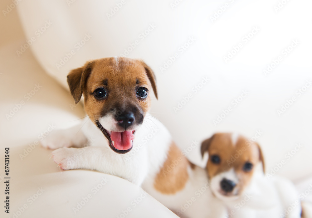 Two cute puppies playing on a white sofa