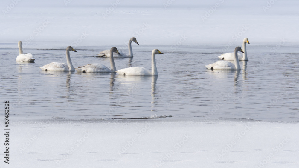 swans in lake in Norrbotten