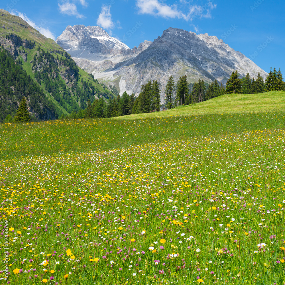 Gorgeous meadow of wild flowers of the Swiss Alps in the Grisons. Bright summer day.