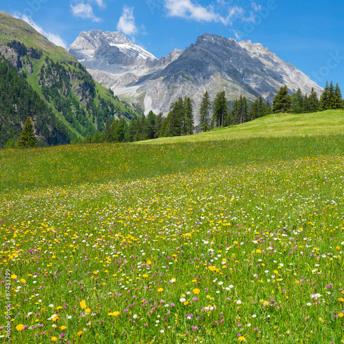 Gorgeous meadow of wild flowers of the Swiss Alps in the Grisons. Bright summer day.