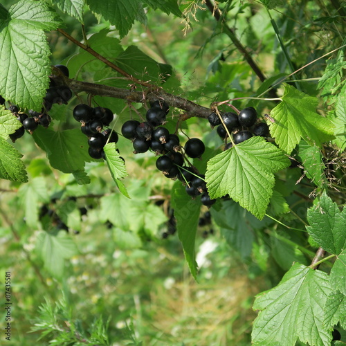 Ribes nigrum