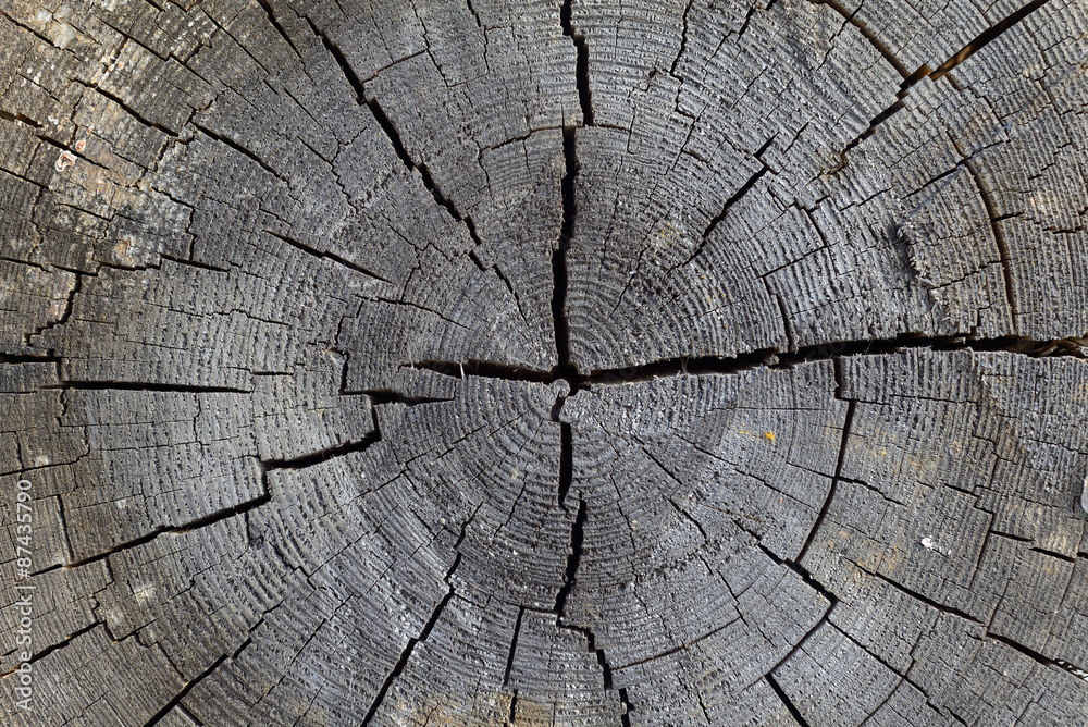 Fototapeta premium Срез дерева