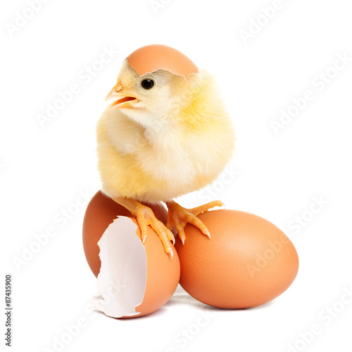 Cute chicken on eggs