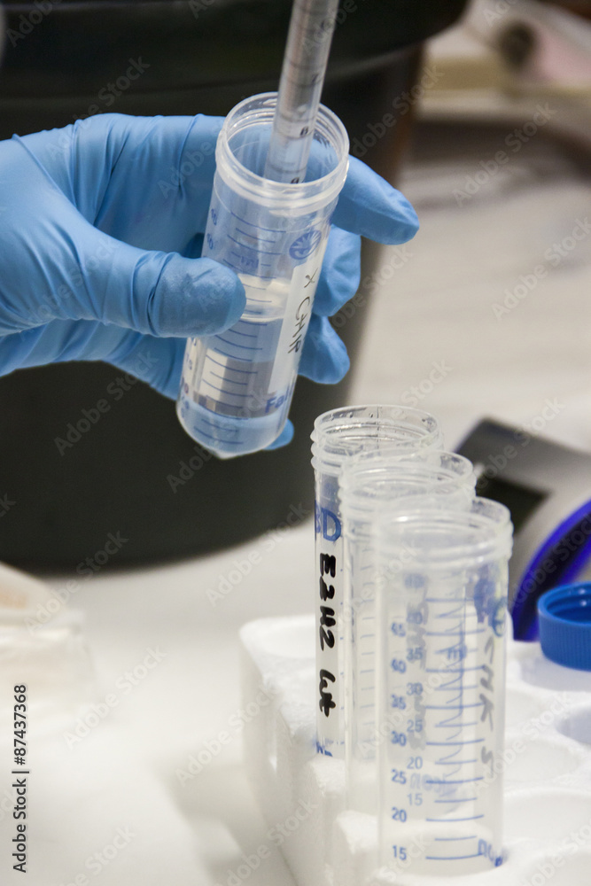 Fototapeta premium Biologist at work in a laboratory