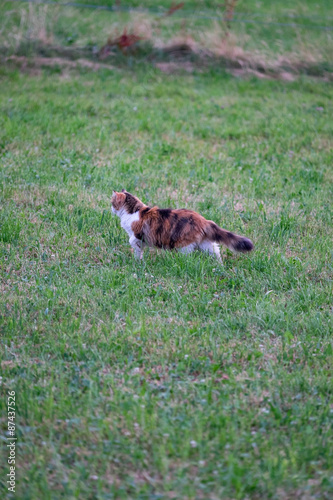 Lauernde Katze, photo