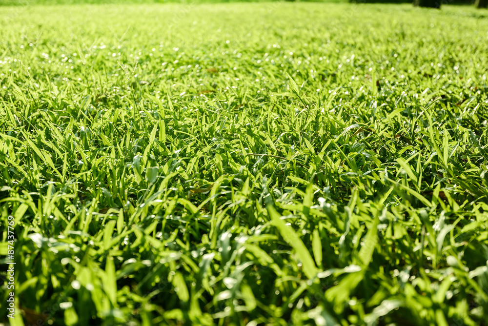 closeup view of meadow closeup view of meadow