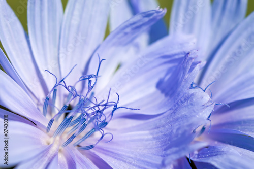 Flower of chicory.