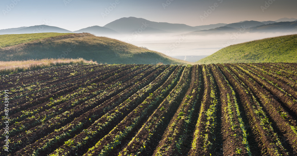 Potato field