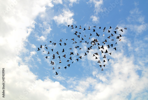 Photography Birds on sky , growth and develop concept