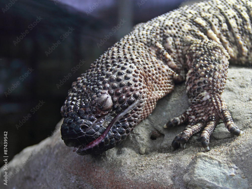 Obraz premium Krusten-Echse