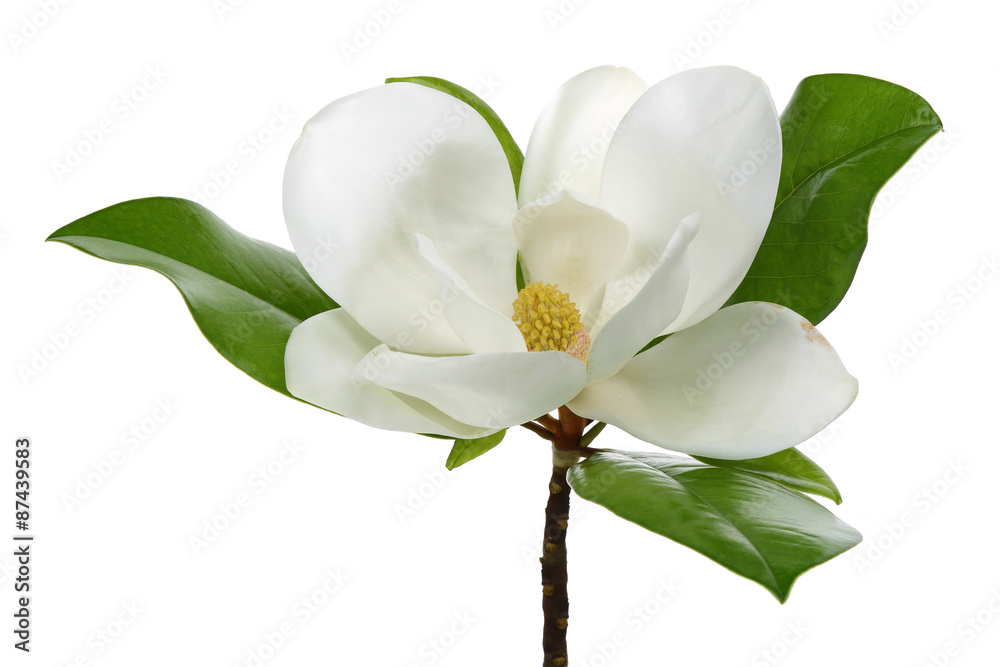 Naklejka premium White magnolia