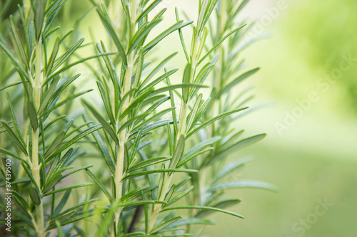 Fresh Rosemary Herb  close-up.