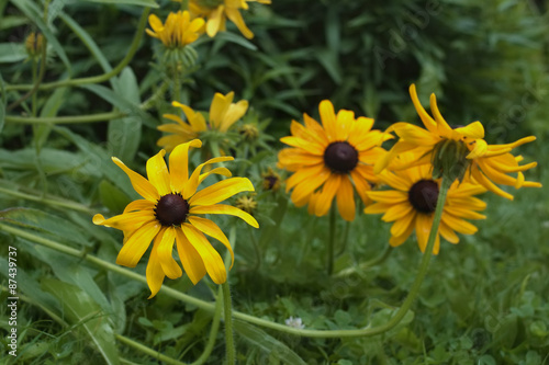 Yellow And Brown Flowers