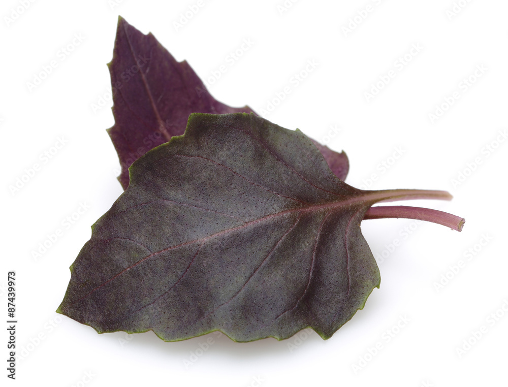 Naklejka premium Violet basil