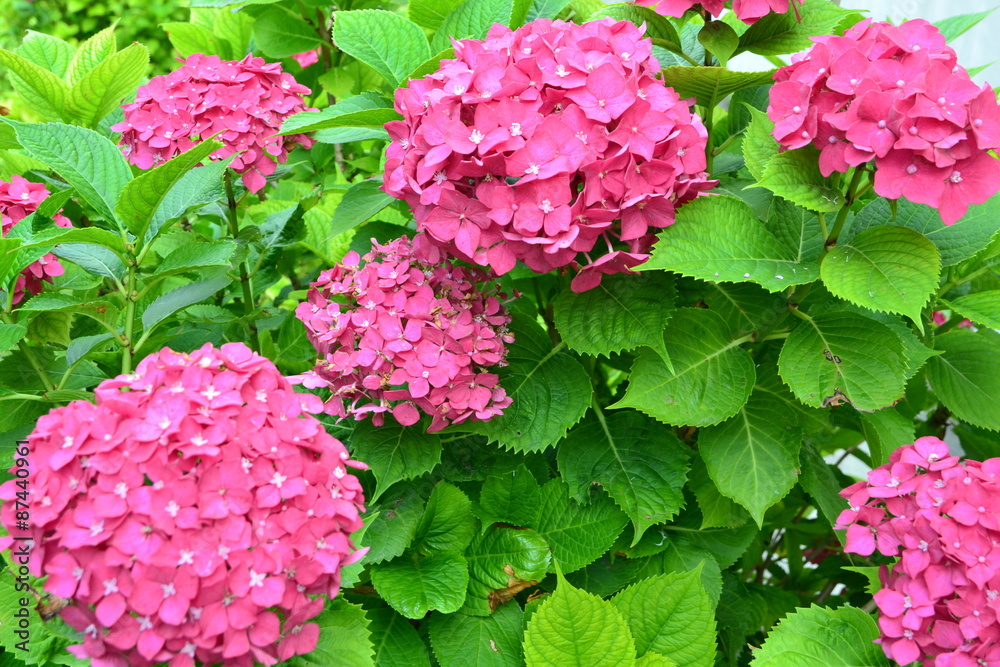 Hydrangea (Ortensia) Hydrangea (Ortensia)