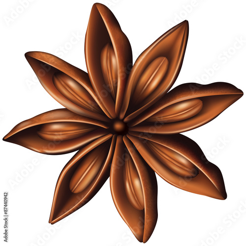 Star anise. Vector illustration.