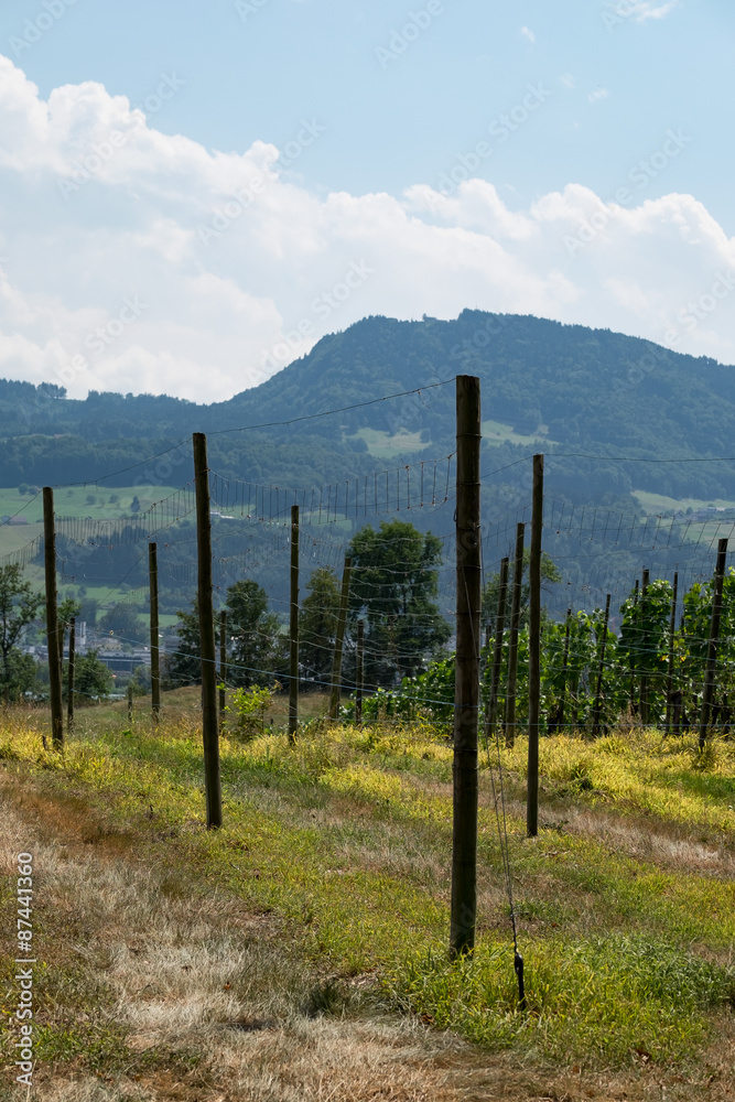 Fototapeta premium Weinbau Gerüsst