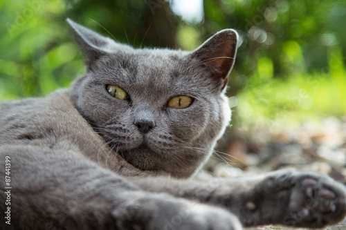 Portrait of british blue cat. Close-up.