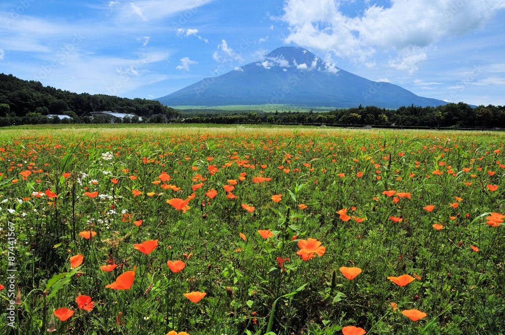 富士山と花畑