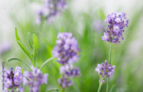 Lavender flowers, close-up.