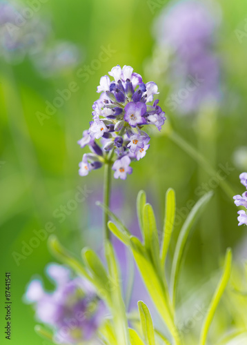 Lavender flowers, close-up.