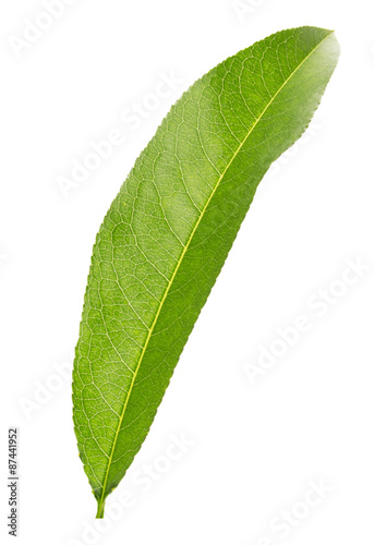 lemon leaf isolated on the white background photo