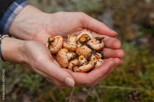 Handful of mushrooms