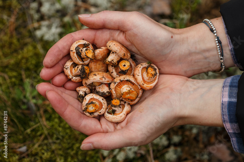 Handful of mushrooms
