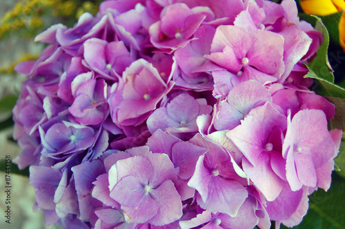 beautiful Hortensia flowers © rebekka ivacson