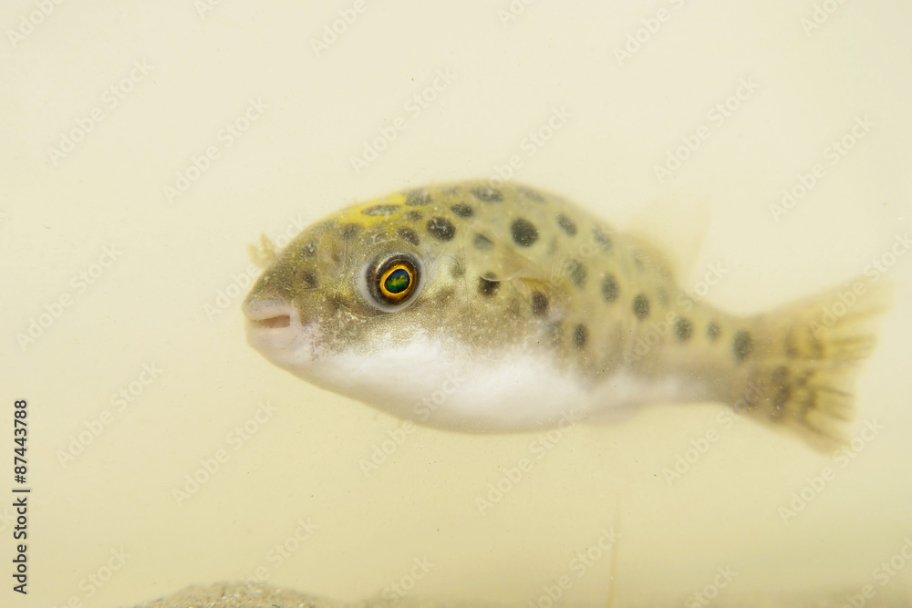 Portrait of a Green Spotted Puffer Fish Stock Photo | Adobe Stock