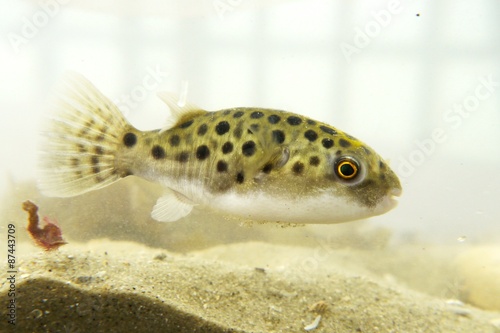 Portrait of a Green Spotted Puffer Fish