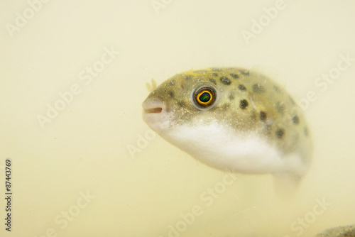 Portrait of a Green Spotted Puffer Fish