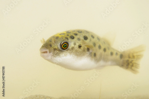 Portrait of a Green Spotted Puffer Fish