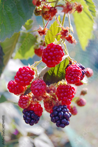 fresh summer fruit background with ripe blackberry bush