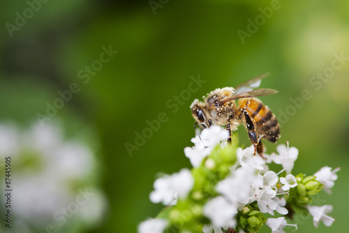 Honey Bee on Flower © Anthony Brown
