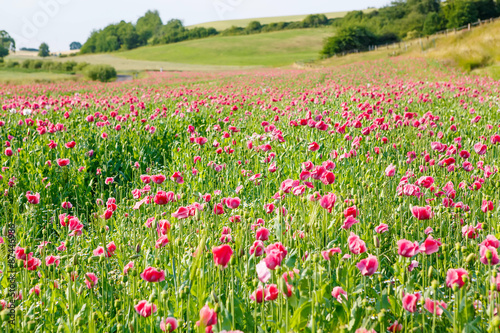 Pink blooming poppy  huge field of blossoming flowers