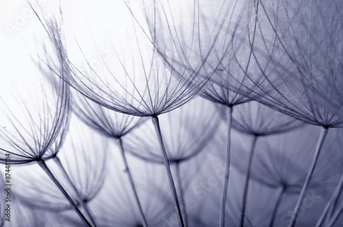 Obraz nasiona mniszka lekarskiego