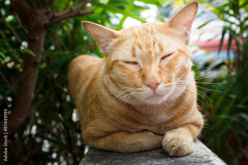 Thai Cat.