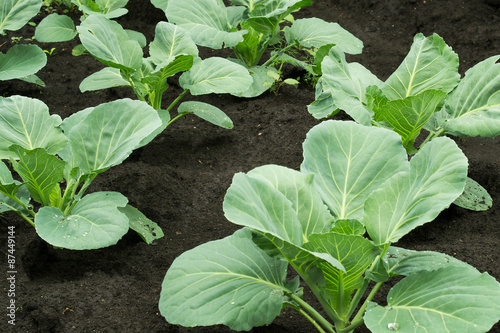 Young shoots of cabbage, growing in the garden