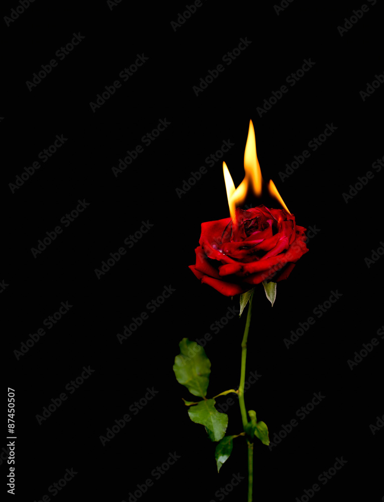 Fototapeta premium Concept, Red rose burning with hot flames isolated
