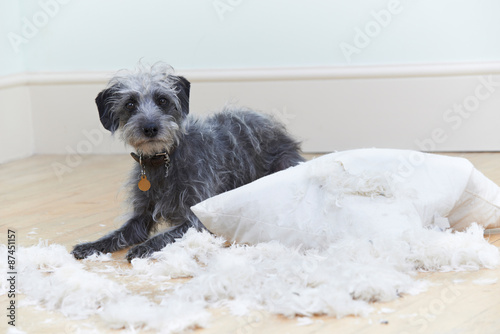 Badly Behaved Dog Ripping Up Cushion At Home