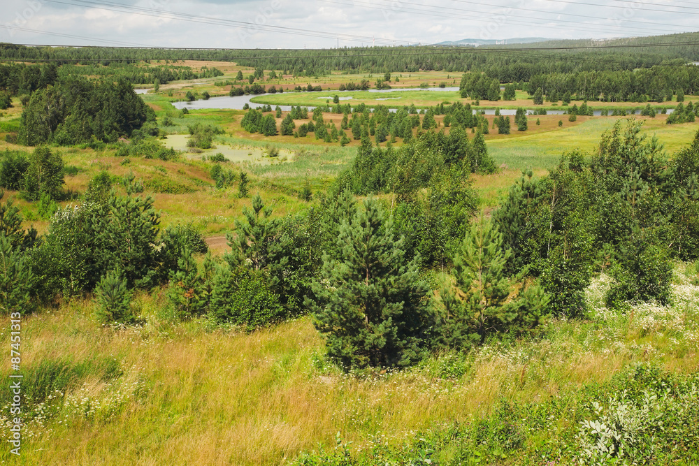 Naklejka premium Summer forest