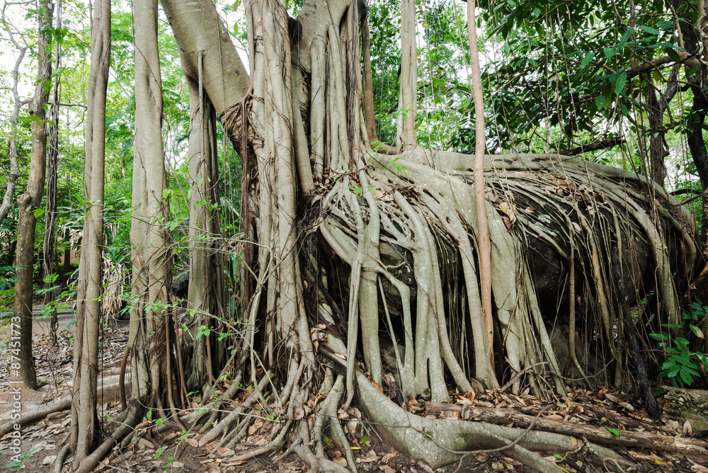 Banyan tree roots cover a stone at the evergreen forest Banyan tree roots cover a stone at the evergreen forest
