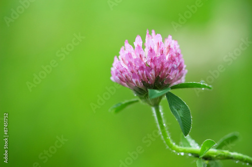 ムラサキツメクサ アカツメクサ Red clover, Trifolium pratense