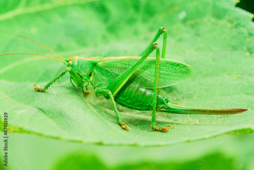 Fototapeta premium grasshoppers green