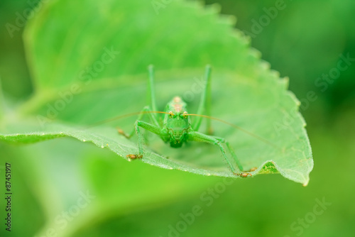grasshoppers green
