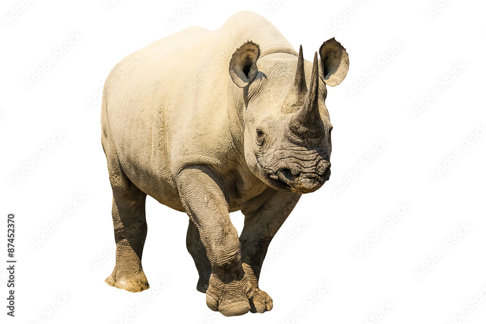 Fototapeta premium White Rhino