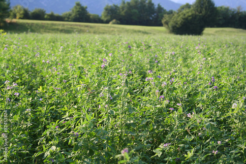 campo di erba medica in fiore photo