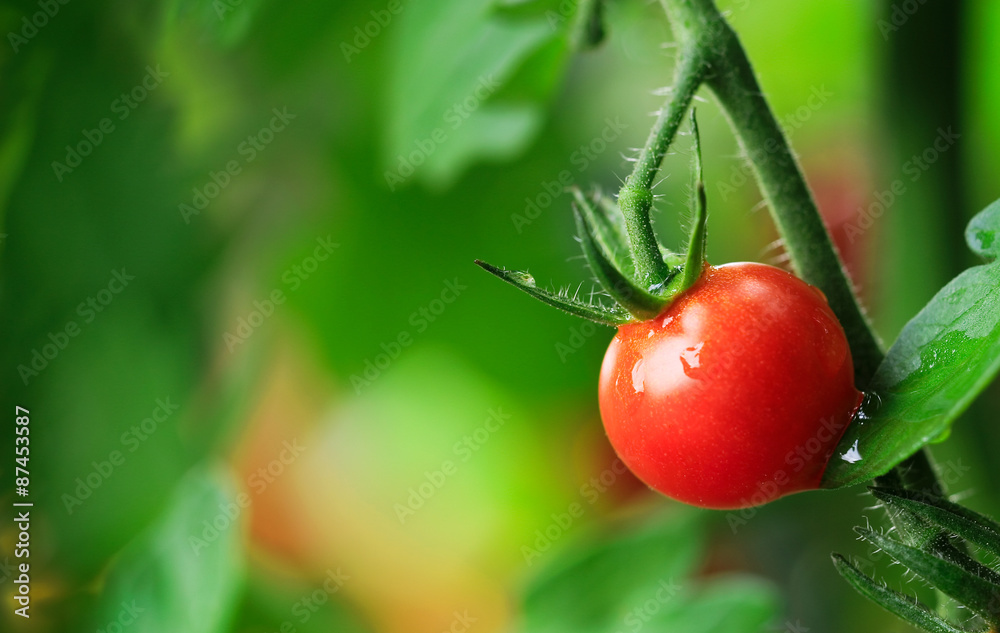 オーガニック 有機栽培 ミニトマト プチトマト Organic Red Tomato Cherry Tomato Stock Photo Adobe Stock