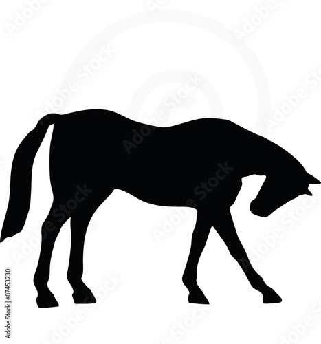 horse silhouette in standing around pose